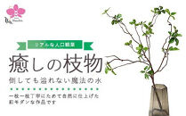 倒しても溢れない魔法の水「癒しの枝物」