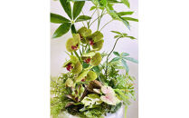 人工観葉植物&nbsp;天然流木アート『パキラ/陶器』