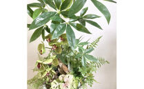 人工観葉植物&nbsp;天然流木アート『パキラ/陶器』