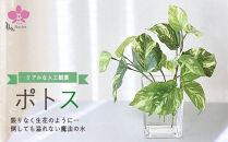 倒してもこぼれないお水&nbsp;癒しのグリーン「ポトス」光触媒