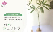 倒してもこぼれないお水&nbsp;癒しのグリーン「シェフレラ1輪挿し」光触媒
