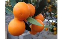 【皮ごと丸ごと】完熟きんかん「こん太」