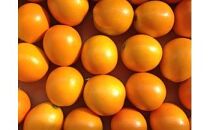 【皮ごと丸ごと】完熟きんかん「こん太」