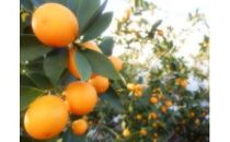 【皮ごと丸ごと】完熟きんかん「こん太」