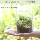 苔テラリウムスターターキット　キャニスタータイプ（ツール付き）【ポイント交換専用】