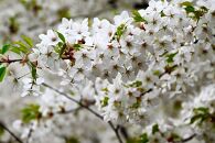 搾りたて！「北鎌倉天使のはちみつ」（非加熱・無濾過）220ｇ×2個【ポイント交換専用】