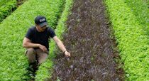 【農林水産大臣賞受賞】【鎌倉野菜】ドレッシングセット5本（150ml×4／130ml×1）人参2種・玉ねぎ・赤玉ねぎ・味噌ジェノベーゼソース【&nbsp;鎌倉の農家が土づくりからこだわった】|&nbsp;調味料&nbsp;ドレッシング&nbsp;セット&nbsp;野菜&nbsp;人気&nbsp;おすすめ&nbsp;ギフト&nbsp;安全&nbsp;農家&nbsp;鎌倉&nbsp;神奈川&nbsp;送料無料【ポイント交換専用】