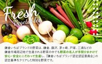 「鎌倉いちばブランド」新鮮お野菜詰め合わせセット&nbsp;&nbsp;6～8品&nbsp;｜&nbsp;人気&nbsp;野菜&nbsp;詰合せ&nbsp;詰め合わせ&nbsp;セット&nbsp;新鮮野菜&nbsp;詰め合わせセット&nbsp;野菜セット&nbsp;季節の野菜&nbsp;鎌倉野菜&nbsp;地元産&nbsp;お取り寄せ&nbsp;おすすめ&nbsp;送料無料&nbsp;神奈川&nbsp;鎌倉【ポイント交換専用】