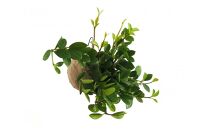 360度楽しめる！吊るせる観葉植物「ハングボール」ペペロミア(Mサイズ)【ポイント交換専用】