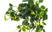 360度楽しめる！吊るせる観葉植物「ハングボール」ペペロミア(Mサイズ)【ポイント交換専用】