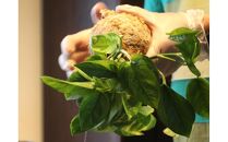 360度楽しめる！吊るせる観葉植物「ハングボール」ペペロミア(Mサイズ)【ポイント交換専用】
