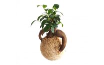 360度楽しめる！吊るせる観葉植物「ハングボール」ガジュマル(Mサイズ)【ポイント交換専用】