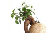 360度楽しめる！吊るせる観葉植物「ハングボール」ガジュマル(Mサイズ)【ポイント交換専用】
