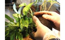 360度楽しめる！吊るせる観葉植物「ハングボール」ガジュマル(Mサイズ)【ポイント交換専用】