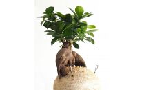 360度楽しめる！吊るせる観葉植物「ハングボール」ガジュマル(Lサイズ)【ポイント交換専用】