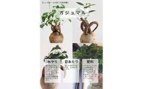 360度楽しめる！吊るせる観葉植物「ハングボール」ガジュマル(Lサイズ)【ポイント交換専用】