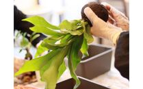 360度楽しめる！吊るせる観葉植物「ハングボール」作りワークショップ【ポイント交換専用】