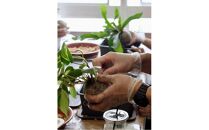 360度楽しめる！吊るせる観葉植物「ハングボール」作りワークショップ【ポイント交換専用】