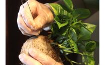 360度楽しめる！吊るせる観葉植物「ハングボール」作りワークショップ【ポイント交換専用】