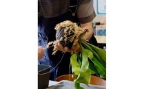 360度楽しめる！吊るせる観葉植物「ゆらゆらハングボールキット」【ポイント交換専用】