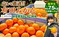 みかん&nbsp;極早生&nbsp;山から直送&nbsp;箱込&nbsp;7.5kg&nbsp;(内容量約&nbsp;6.8kg)&nbsp;採れたてそのままごろごろ規格&nbsp;有田みかん&nbsp;和歌山県産&nbsp;【みかんの会】みかん&nbsp;果物&nbsp;みかん&nbsp;フルーツ&nbsp;みかん&nbsp;和歌山&nbsp;みかん&nbsp;柑橘類&nbsp;みかん&nbsp;和歌山県産&nbsp;みかん&nbsp;有田&nbsp;みかん