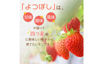 【先行予約！】2027年2月以降順次発送　よつぼし&nbsp;いちご　200g×4