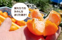 みかん Lサイズ 秀品 箱込 5kg (内容量約 4.4kg) 有田みかん 和歌山県産 産地直送 贈答用 ［2025年11月中旬より2026年1月中旬頃順次出荷予定］［みかんの会］