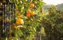 みかん Lサイズ 秀品 箱込 2.5kg (内容量約 2.3kg) 有田みかん 和歌山県産 産地直送 贈答用 【みかんの会】