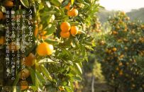 訳あり それでも 有田みかん 箱込 7.5kg (内容量約 6.8kg)  サイズミックス B品 有田みかん 和歌山県産 産地直送 家庭用［2025年11月中旬より2026年1月中旬頃順次出荷予定］［みかんの会］