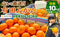 みかん 山から直送 箱込 10kg ( 内容量約 9.2kg ) 鮮度優先ごろごろ規格 和歌山県産 産地直送 家庭用［2025年11月中旬より2026年1月中旬頃順次出荷予定］［みかんの会］みかん 果物 みかん フルーツ みかん 和歌山 みかん 柑橘類 みかん 和歌山県産 みかん 有田 みかん