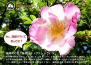 箱根ルルルン～やさしいバラの香り～フェイスマスク★全168枚（6箱セット）&nbsp;|&nbsp;マスク&nbsp;フェイスマスク&nbsp;セット&nbsp;保湿&nbsp;整肌&nbsp;プレゼント&nbsp;ギフト&nbsp;高級&nbsp;贅沢&nbsp;自宅ケア&nbsp;バラ&nbsp;薔薇&nbsp;リラックス&nbsp;人気&nbsp;おすすめ&nbsp;オススメ&nbsp;国産&nbsp;ご当地&nbsp;送料無料&nbsp;神奈川&nbsp;箱根【ポイント交換専用】