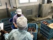【特産品セット】焼酎みしま村・メンドン2種各1本と伊勢海老のセット【ポイント交換専用】