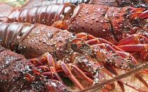 【特産品セット】焼酎みしま村・メンドン2種各1本と伊勢海老のセット【ポイント交換専用】