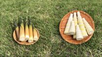 【2027年お届け】大名筍3kg（硫黄島産）＆大名筍3kg（竹島産）の食べ比べセット【ポイント交換専用】