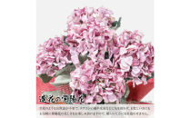 アーティフィシャルフラワー&nbsp;紫陽花&nbsp;大輪&nbsp;5本立ち&nbsp;パープル&nbsp;SC触媒加工済