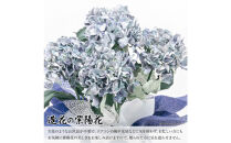 アーティフィシャルフラワー&nbsp;紫陽花&nbsp;大輪&nbsp;5本立ち&nbsp;ブルー&nbsp;SC触媒加工済