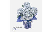 アーティフィシャルフラワー&nbsp;紫陽花&nbsp;大輪&nbsp;5本立ち&nbsp;ブルー&nbsp;SC触媒加工済
