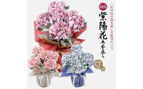 アーティフィシャルフラワー&nbsp;紫陽花&nbsp;大輪&nbsp;5本立ち&nbsp;ピンク&nbsp;SC触媒加工済