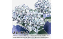 アーティフィシャルフラワー&nbsp;紫陽花&nbsp;大輪&nbsp;3本立ち&nbsp;ブルー&nbsp;SC触媒加工済