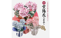 アーティフィシャルフラワー&nbsp;紫陽花&nbsp;大輪&nbsp;3本立ち&nbsp;ブルー&nbsp;SC触媒加工済