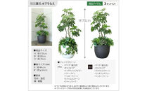 RESCUE&nbsp;GREEN&nbsp;（レスキューグリーン）&nbsp;防災課長&nbsp;木下そなえ&nbsp;白&nbsp;RG-SL-W&nbsp;&nbsp;防災グッズ&nbsp;フェイクグリーン&nbsp;防災備蓄