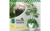 RESCUE&nbsp;GREEN&nbsp;（レスキューグリーン）&nbsp;防災課長&nbsp;木下そなえ&nbsp;黒&nbsp;RG-SL-B&nbsp;&nbsp;防災グッズ&nbsp;フェイクグリーン&nbsp;防災備蓄