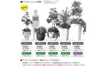 RESCUE&nbsp;GREEN&nbsp;（レスキューグリーン）&nbsp;防災係長&nbsp;木下そなえ&nbsp;白&nbsp;RG-SM-W&nbsp;&nbsp;防災グッズ&nbsp;フェイクグリーン&nbsp;防災備蓄