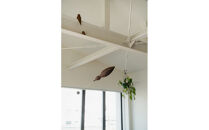 【Tagayasan（タガヤサン）：こげ茶】【銘木再生】幸運を運ぶ木製オブジェliving_bird&nbsp;海鳥