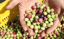 【井上誠耕園】～2025年度産～&nbsp;小豆島産アルベキーナオリーブオイル&nbsp;(135g×3本)【ポイント交換専用】