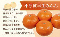 小原紅早生みかん(露地)&nbsp;3.0kg