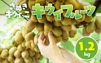 さぬきキウイっこ&nbsp;キウイフルーツ&nbsp;1.2kg