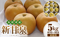 【2026年度先行予約】数量限定　鳥取県産　新甘泉&nbsp;家庭用&nbsp;5kg(約10〜16玉)【8月20日以降発送】