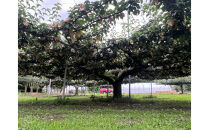 【2026年度先行予約】数量限定　鳥取県産　二十世紀梨　家庭用&nbsp;5kg(約10〜16玉)【8月20日以降発送】