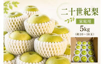 【2026年度先行予約】数量限定　鳥取県産　二十世紀梨　家庭用&nbsp;5kg(約10〜16玉)【8月20日以降発送】